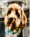 Bark N Swag community pet 1