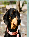 Bark N Swag community pet 2