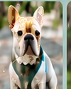 Bark N Swag community pet 3