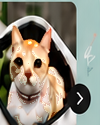 Bark N Swag community pet 5